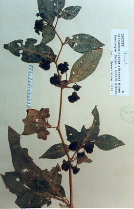 Jaltomata nitida pressed specimen (isotype)
